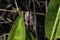 cluster of pink snail eggs in Everglades National Park