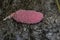 cluster of pink snail eggs in Everglades National Park