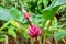 A cluster of pink velvet bananas in the rainy forest