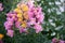 Cluster of pink and yellow Snapdragon (Antirrhinum majus) flowers : (pix Sanjiv Shukla)