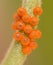 Cluster of Pipevine Swallowtail butterfly eggs