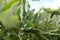 A cluster of plants with very big light green leaves at a park