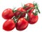 Cluster of plum antho-rich tomatoes on the vine,  isolated