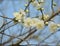 a cluster of plum flower blossoms on the branch