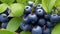 A cluster of plump, juicy blueberries, freshly picked from bushes growing on the mountain slopes.-