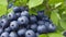 A cluster of plump, juicy blueberries, freshly picked from bushes growing on the mountain slopes.-