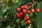 A cluster of poisonous red berries on a bush in the autumn