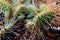 Cluster of prickly pear cactus