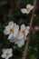 Cluster of pristine white blossoms nestled in lush green foliage