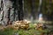 Cluster of Psatyrella Candollya (Psathyrella candolleana) mushrooms in a forest