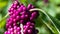 Cluster of Purple American Beautyberries Among the Green Leaves