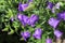 A cluster of purple Campanula perennial flowers in full bloom