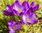 Cluster of Purple Crocus flowers