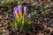 Cluster of purple crocus flowers