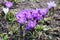 Cluster of purple crocus vernus flowers in a sunny meadow