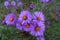 Cluster of purple flowers of New England aster