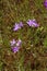 Cluster of purple grass pink flowers in New Hampshire.