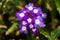 A cluster of purple and white verbena blossoms