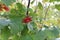 Cluster of red berries growing on a Viburnum dilatatum  Cardinal Candy  Shrub