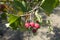 Cluster of red berries of northern downy hawthorn