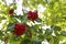 Cluster of red berries on a Viburnum dilatatum  Cardinal Candy  Shrub in North Carolina