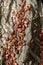 Cluster of red and black bugs firebug Pyrrhocoris apterus on tree bark