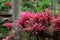 Cluster of red bromeliad plants on old log wood with Spanish moss on the background for tropical and exotic garden design idea