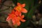 CLUSTER OF RED CLIVIA LILIES WITH GREEN LEAVES IN THE BACKGROUND