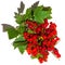 Cluster of red currant berries