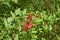 cluster of red Erythrina crista-galli in the middle of green bush