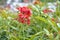 A Cluster Of Red Flower Along The Walking Path