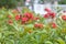 A Cluster Of Red Flower Along The Walking Path