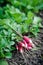 Cluster of red fresh radish in garden