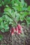 Cluster of red fresh radish in garden