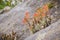 Cluster of Red Indian paintbrush (Castilleja) wildflowers growing among rocks, covered in water droplets on a rainy day, Castle