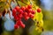 A cluster of red mountain ash on a tree with a blurry background_