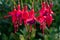 A Cluster of Red and Purple Fuchsia Flowers