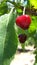 A cluster of red ripe cherries on a tree in an orchard