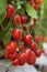 Cluster red ripe tomato fruit crop in a farm