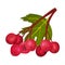 Cluster of Red Round Hawthorn Berries Hanging on Tree Branch Vector Illustration