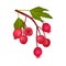 Cluster of Red Round Hawthorn Berries Hanging on Tree Branch Vector Illustration