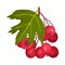 Cluster of Red Round Hawthorn Berries Hanging on Tree Branch Vector Illustration