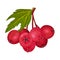 Cluster of Red Round Hawthorn Berries Hanging on Tree Branch Vector Illustration
