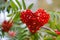 Cluster of red rowan berries, heart shape