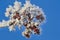 Cluster of red rowan berries with hoarfrost covered close up