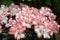 A cluster of Rhododendron simsii Planch Ericaceae Azalea flowers
