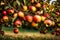 A cluster of ripe apples hanging from branches in a village orchard.