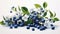 A cluster of ripe blueberries, their deep blue hue complemented by dainty blueberry blossoms and leaves
