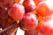 Cluster of ripe juicy organic red and pink grapes with water drops hanging over the edge of wire basket, harvest, summer