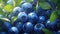 cluster of ripe and plump blueberries, showcasing their deep blue hue and glossy skin manga cartoon style by AI generated